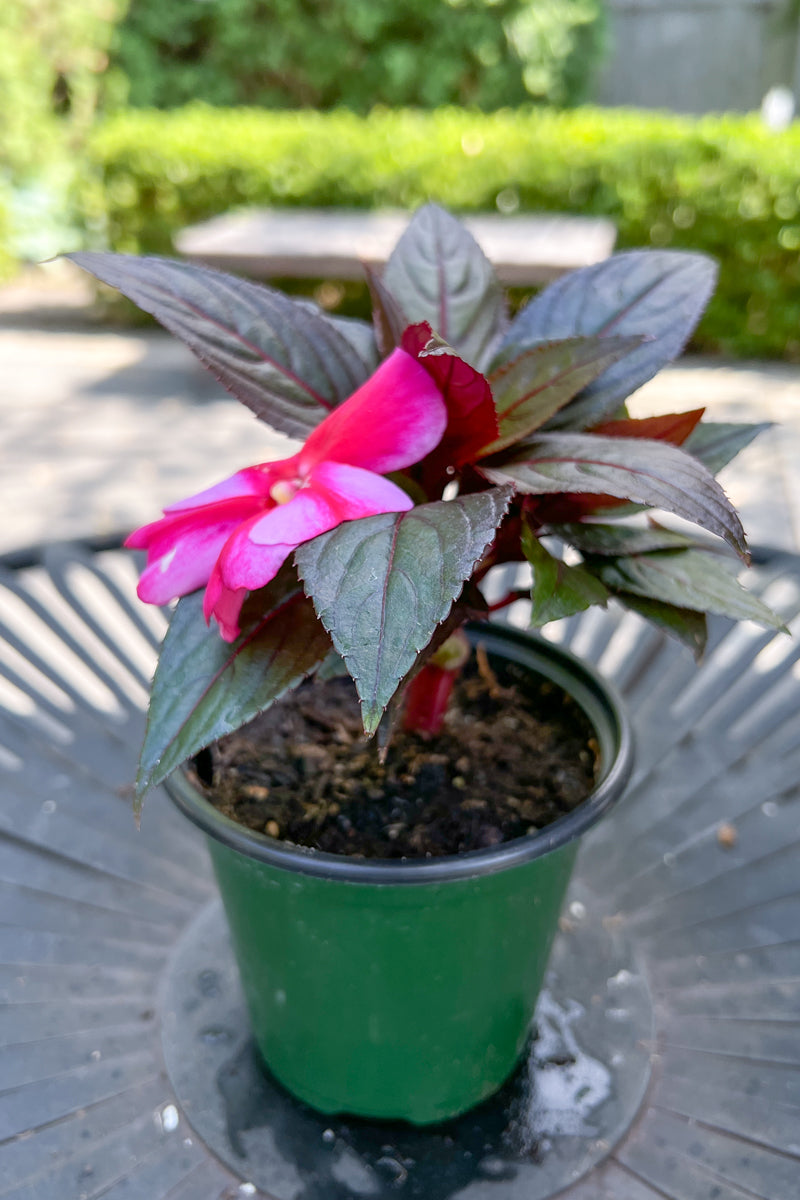 Impatiens, Sunpatiens Red Candy