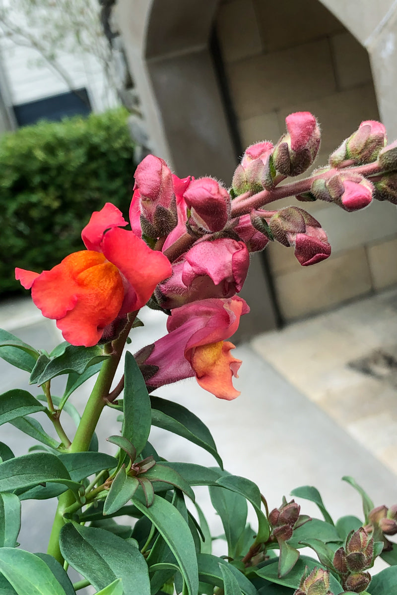 Snapdragon, Orange