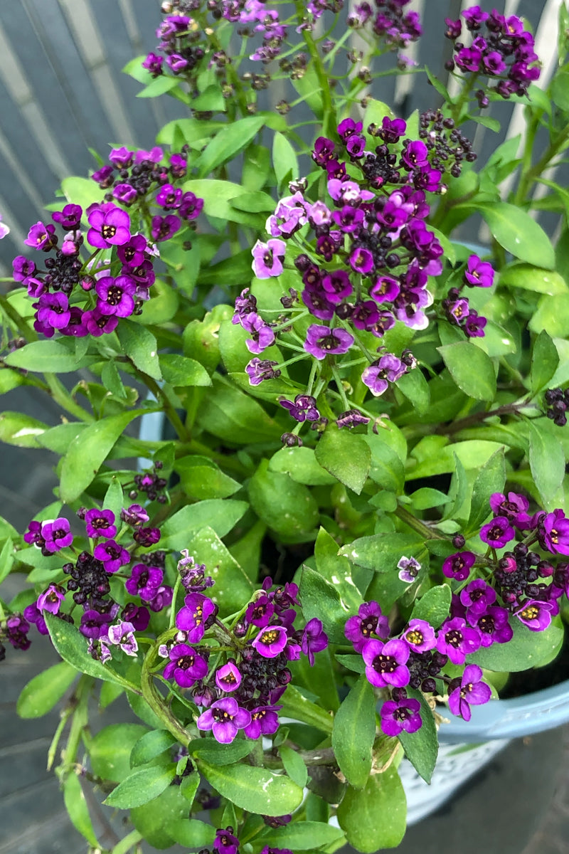 Lobularia, Violet Knight