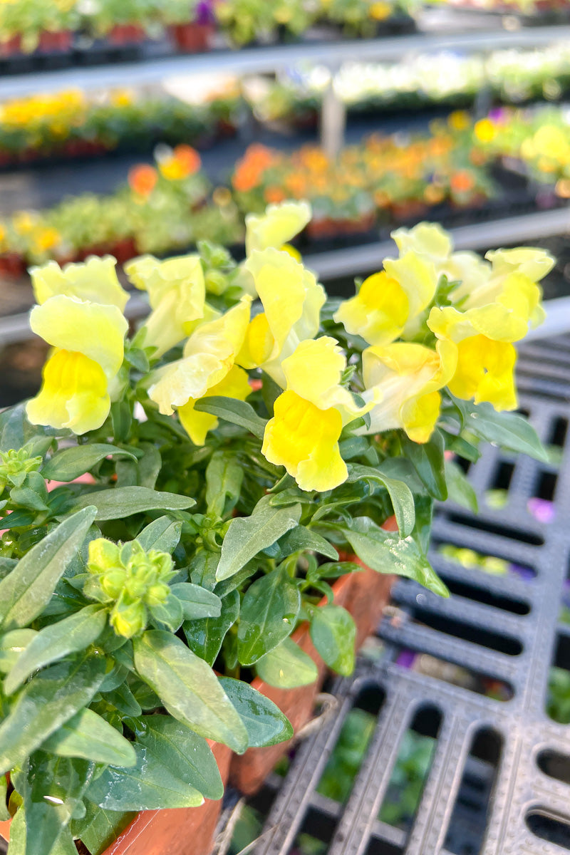 Snapdragon, Snapshot Yellow