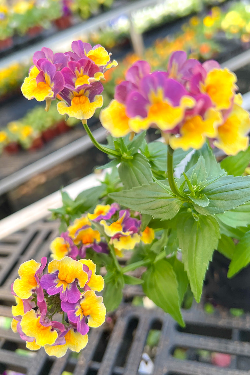 Nemesia Sunglow Purple Bicolor