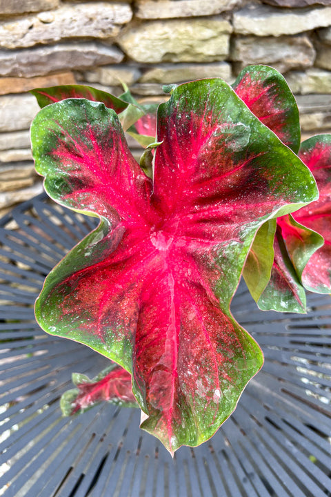 Caladium, Royal Flush