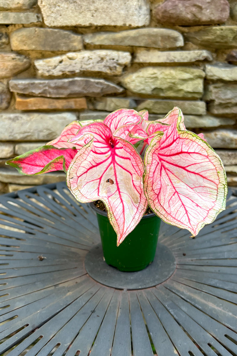 Caladium, Sweetheart