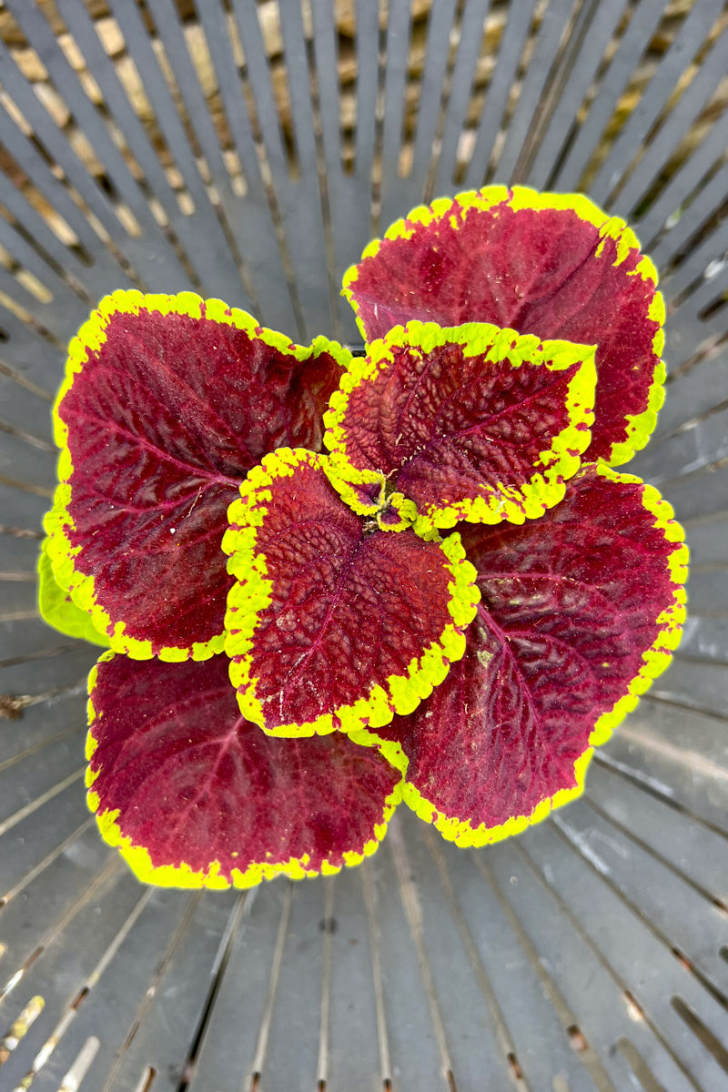 Coleus, Kong Rose