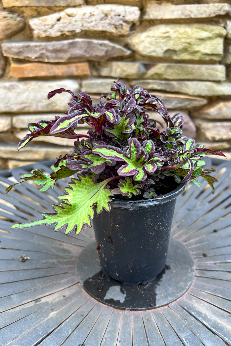 Coleus, Under The Sea Lime Shrimp