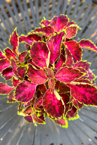 Coleus, Party Time Ruby Punch