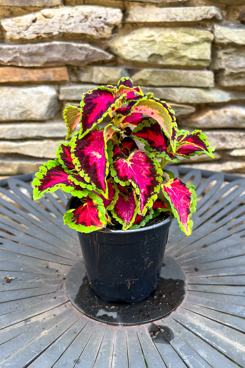 Coleus Heartbreaker