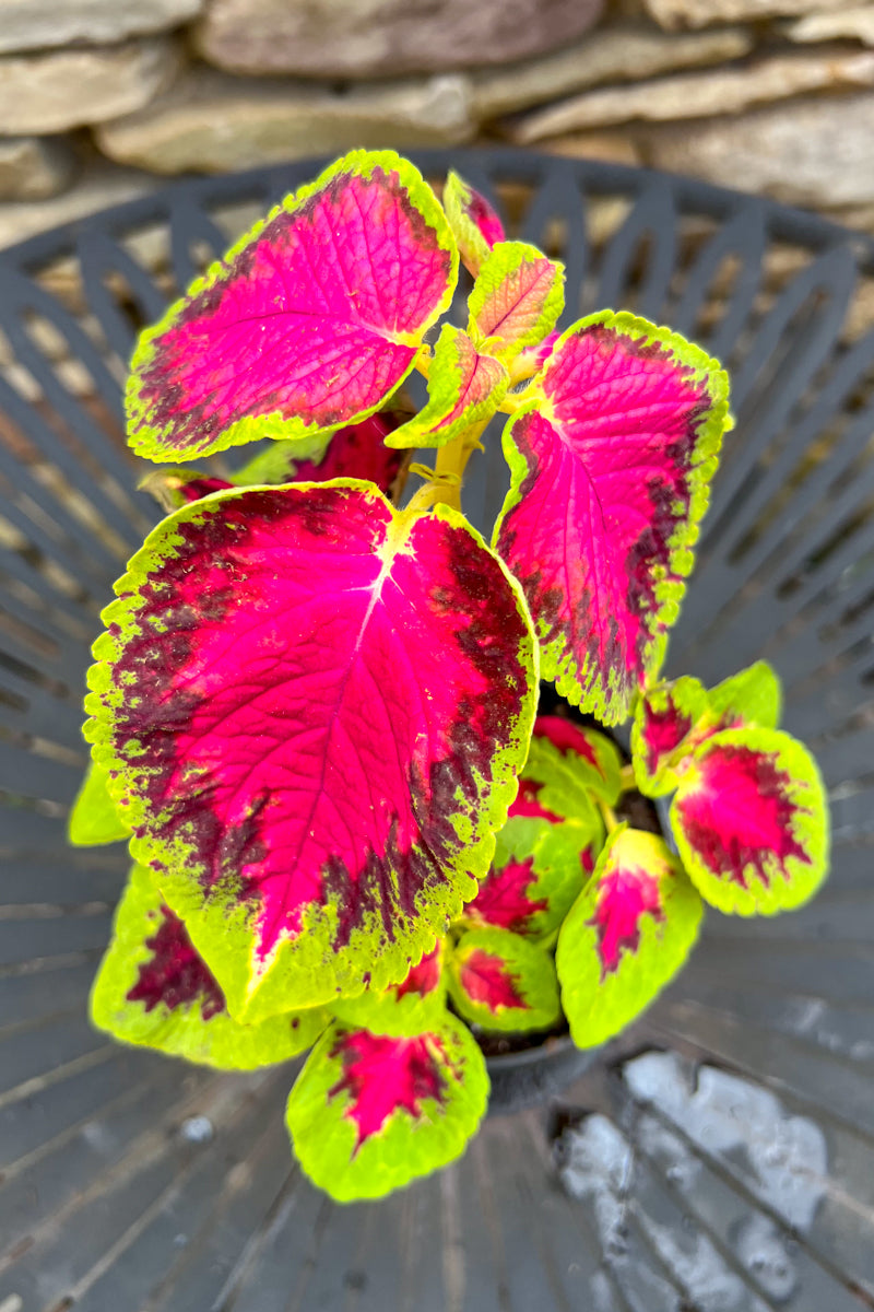 Coleus Watermelon