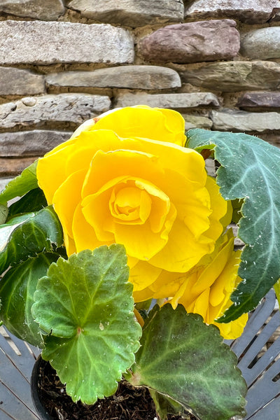 Begonia Tuberous Yellow