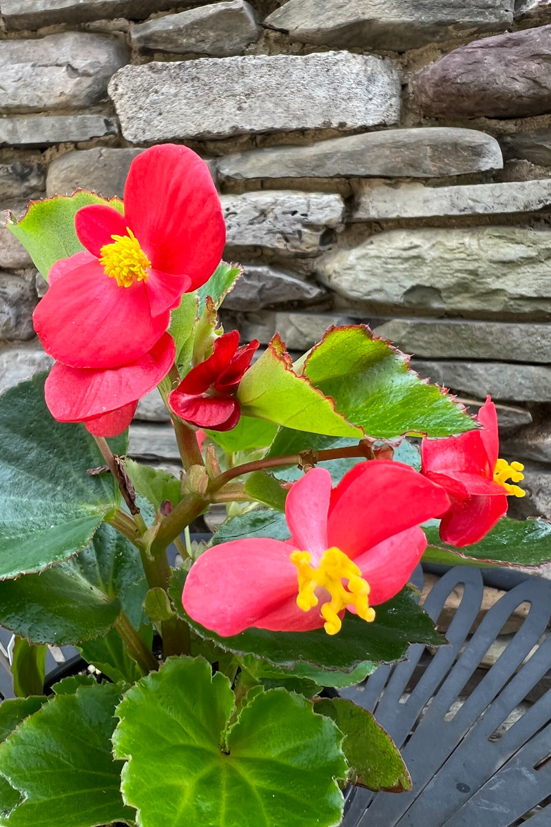 Begonia, Baby Wing Red