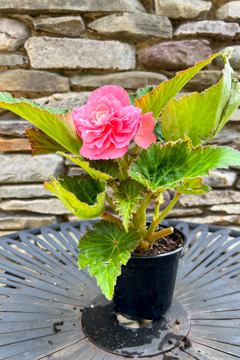 Begonia Tuberous Pink