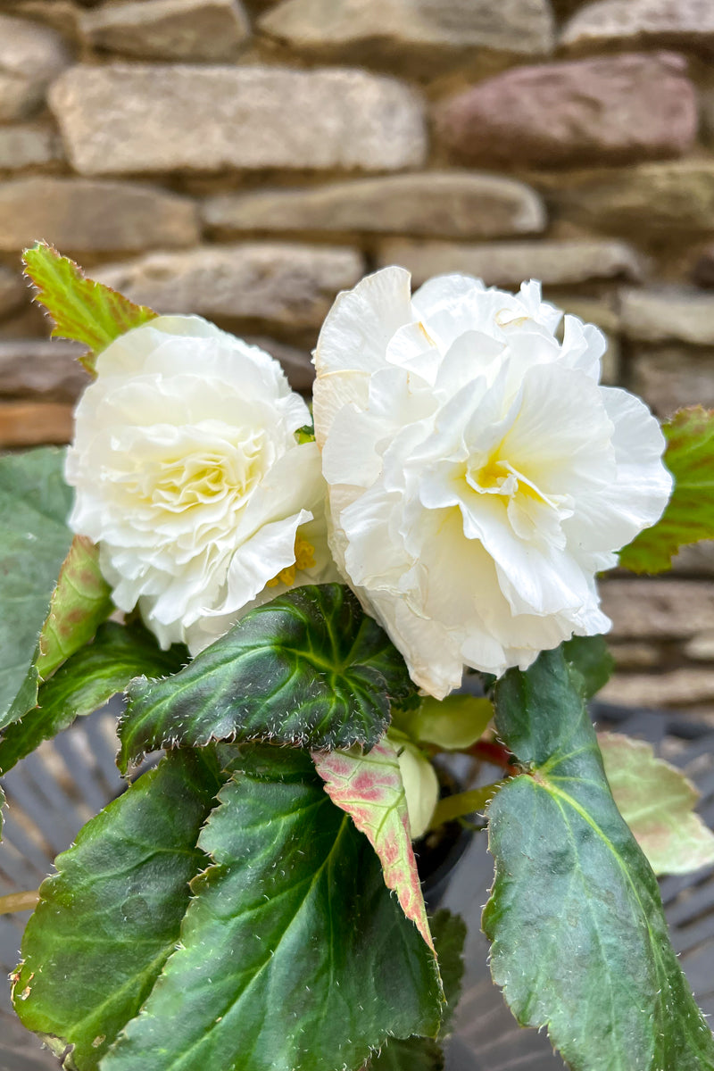Begonia Tuberous White