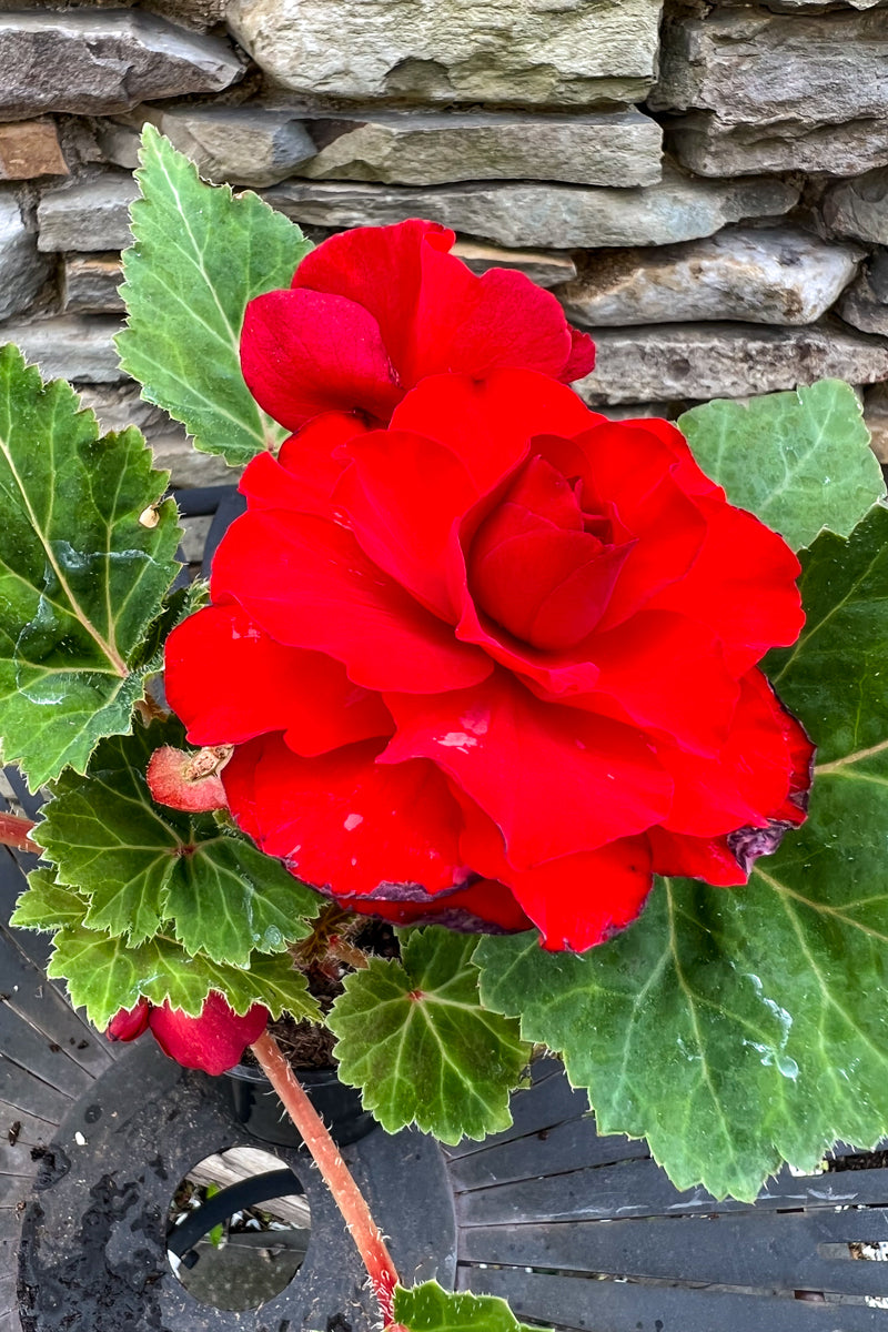 Begonia Tuberous Red