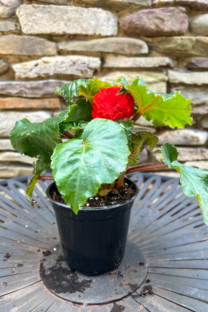 Begonia, NonStop Orange