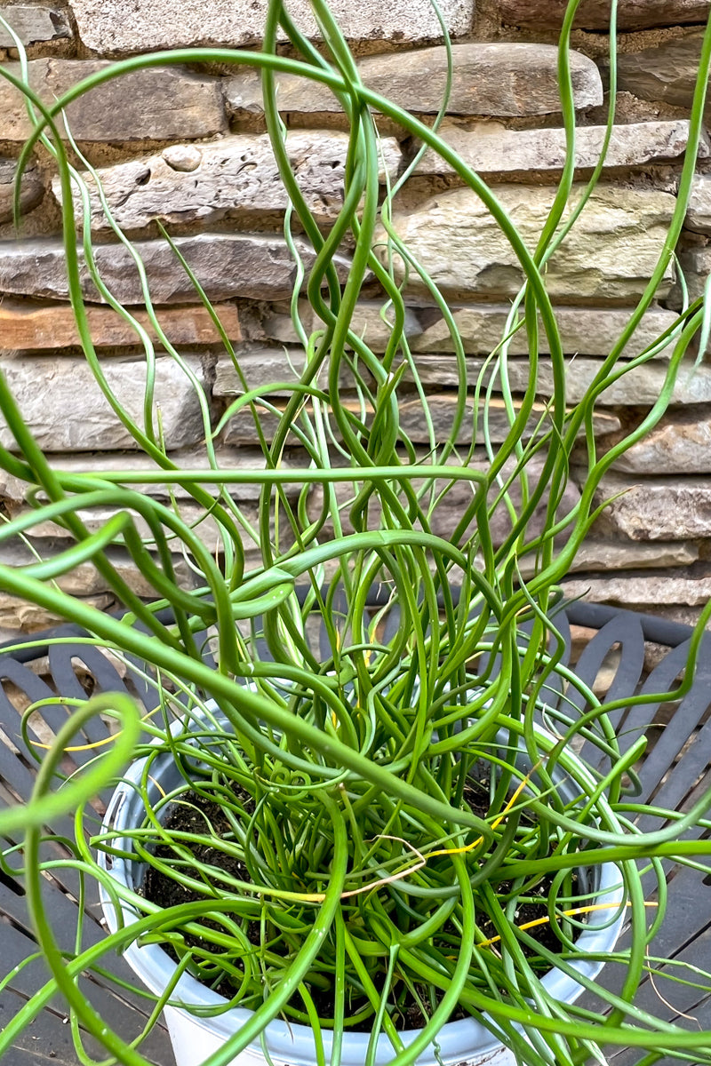 Juncus, Spiralis