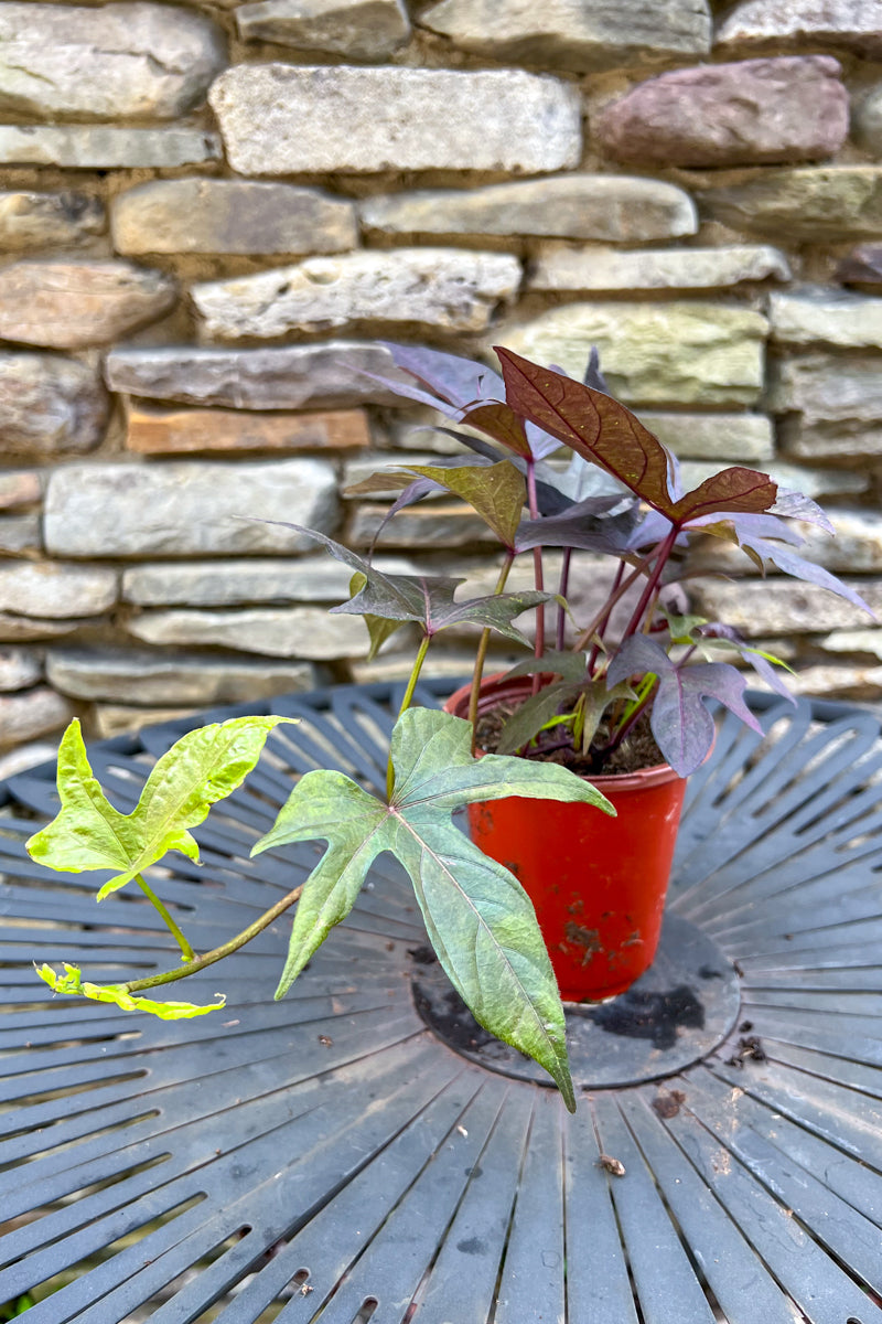 Ipomoea, Sweet Potato Blackie