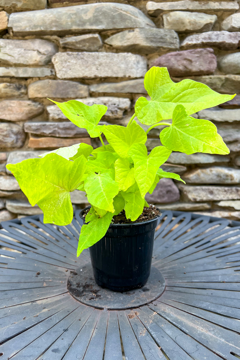 Ipomoea, Sweet Potato Marguerite