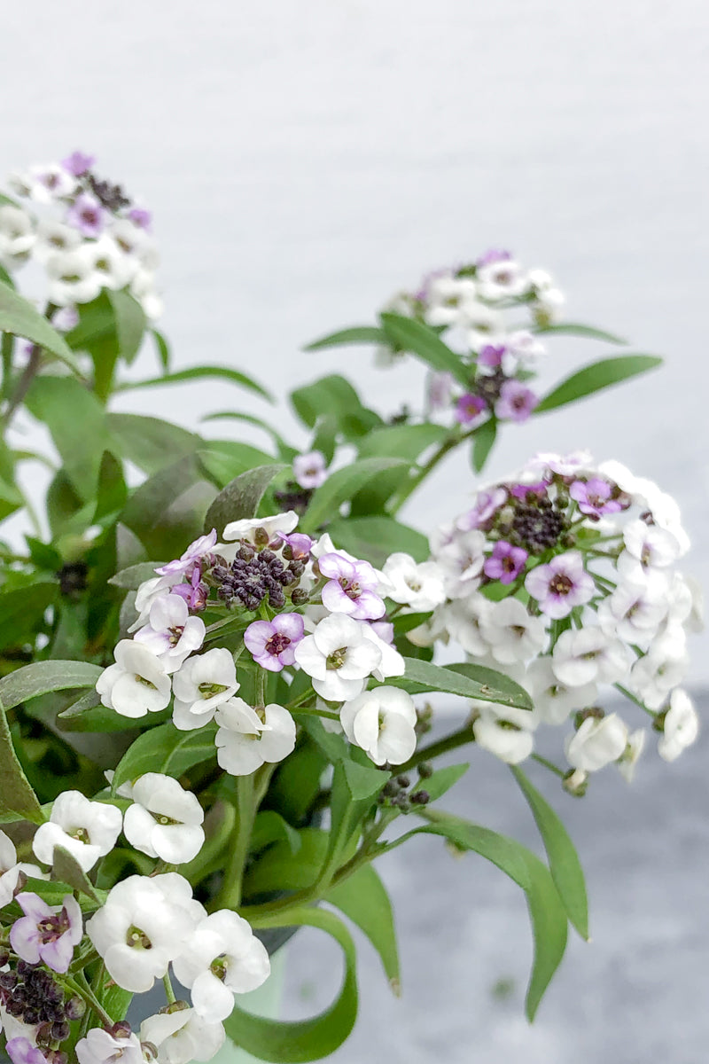 Lobularia White