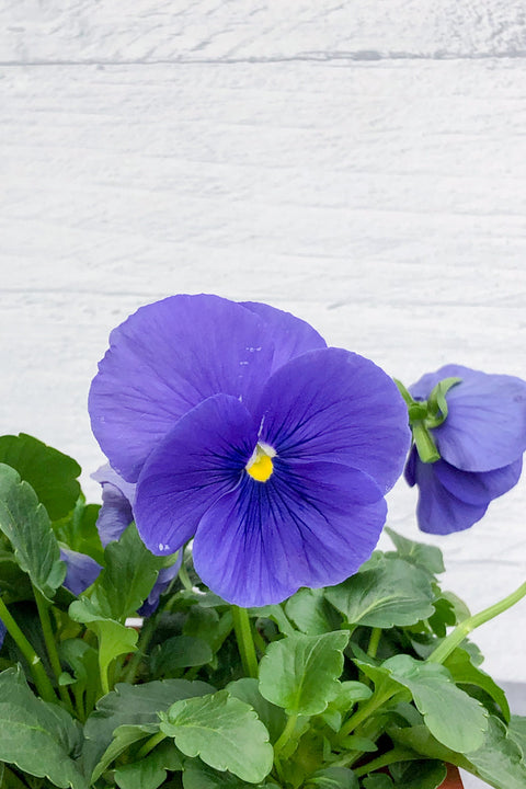 Pansy, Grandio Blue