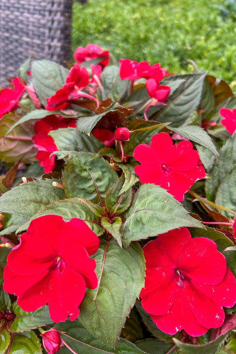 Impatiens, Sunpatiens Red