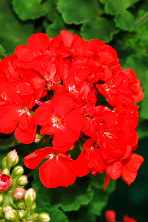 Geranium, Watermelon