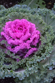 Ornamental Kale, Nagoya Red