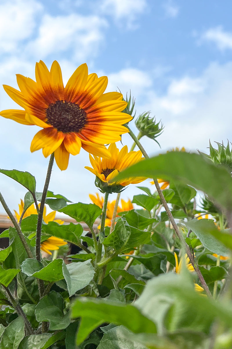 Sunflower Brown Eyed Girl