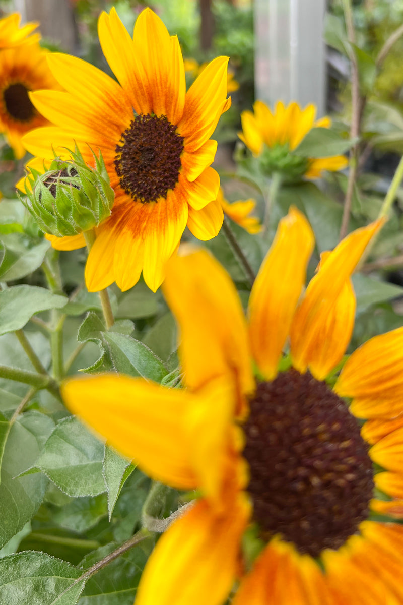 Sunflower Brown Eyed Girl