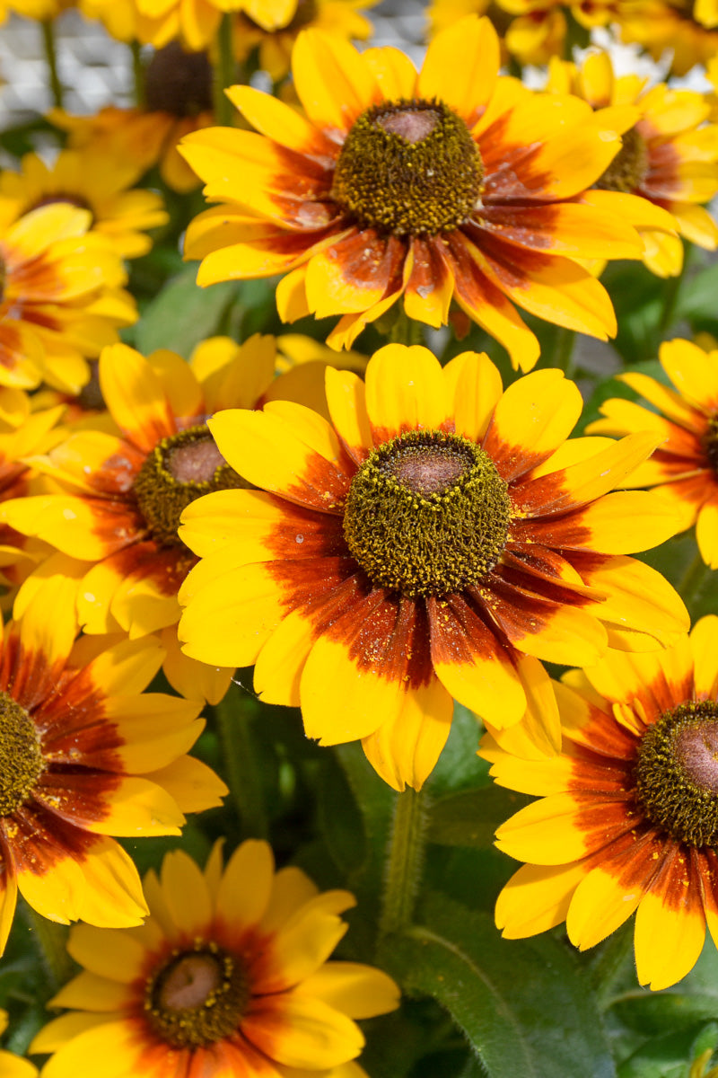 Rudbeckia Toto Rustic