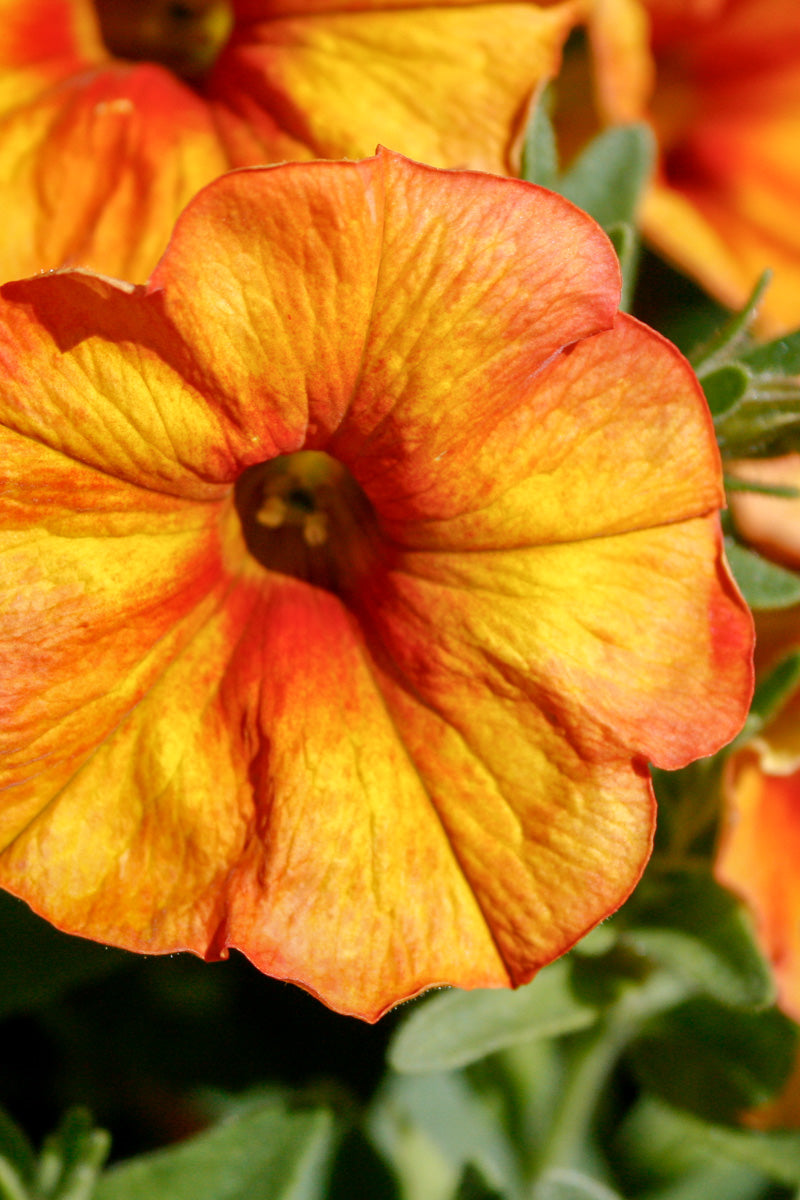 Petchoa Supercal Sunset