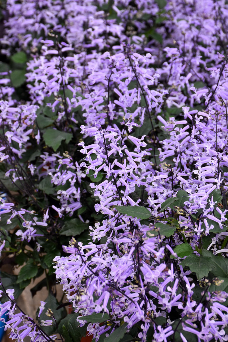 Plectranthus Mona Lavender