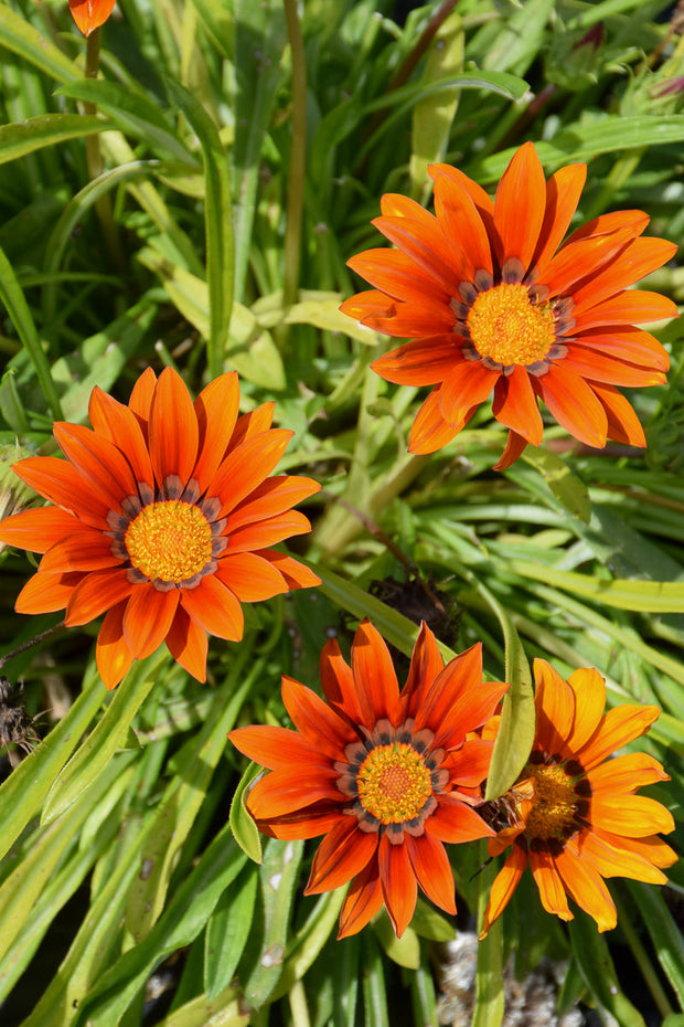 Gazania New Day Bronz Shade