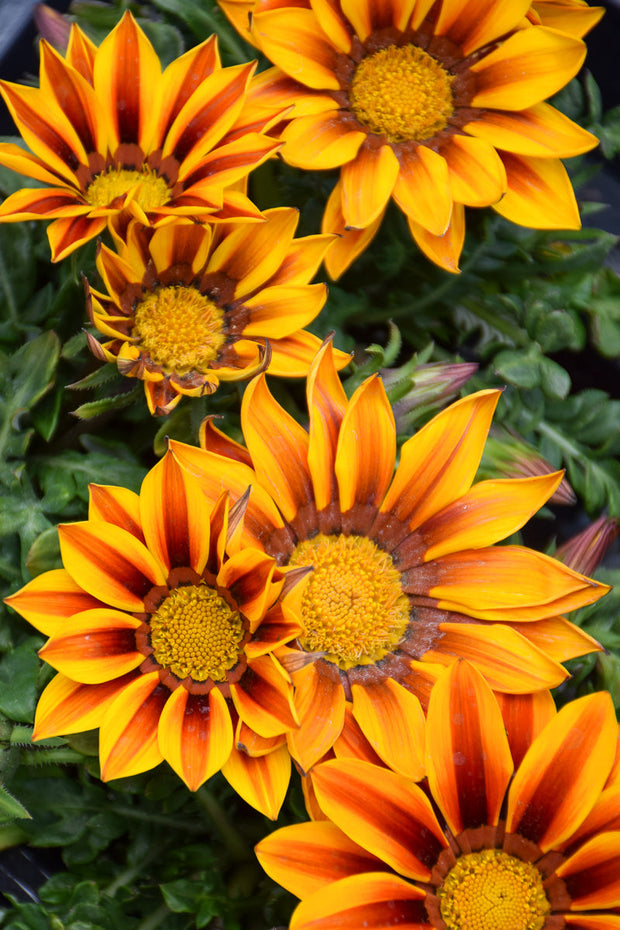 Gazania Red Stripe