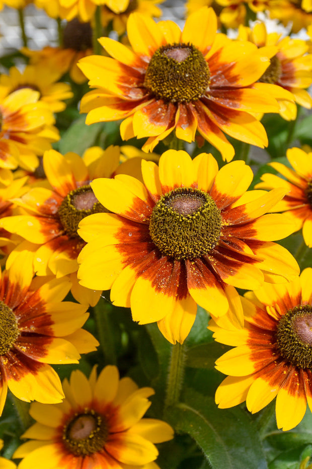 Rudbeckia Toto Rustic