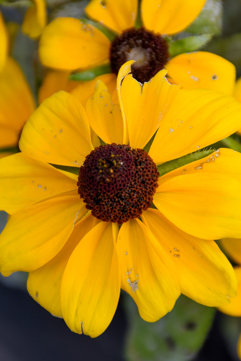 Rudbeckia Toto Gold
