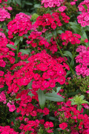 Dianthus, Jolt Cherry