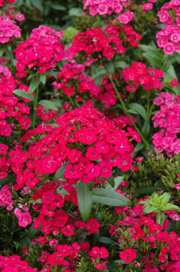 Dianthus, Jolt Cherry