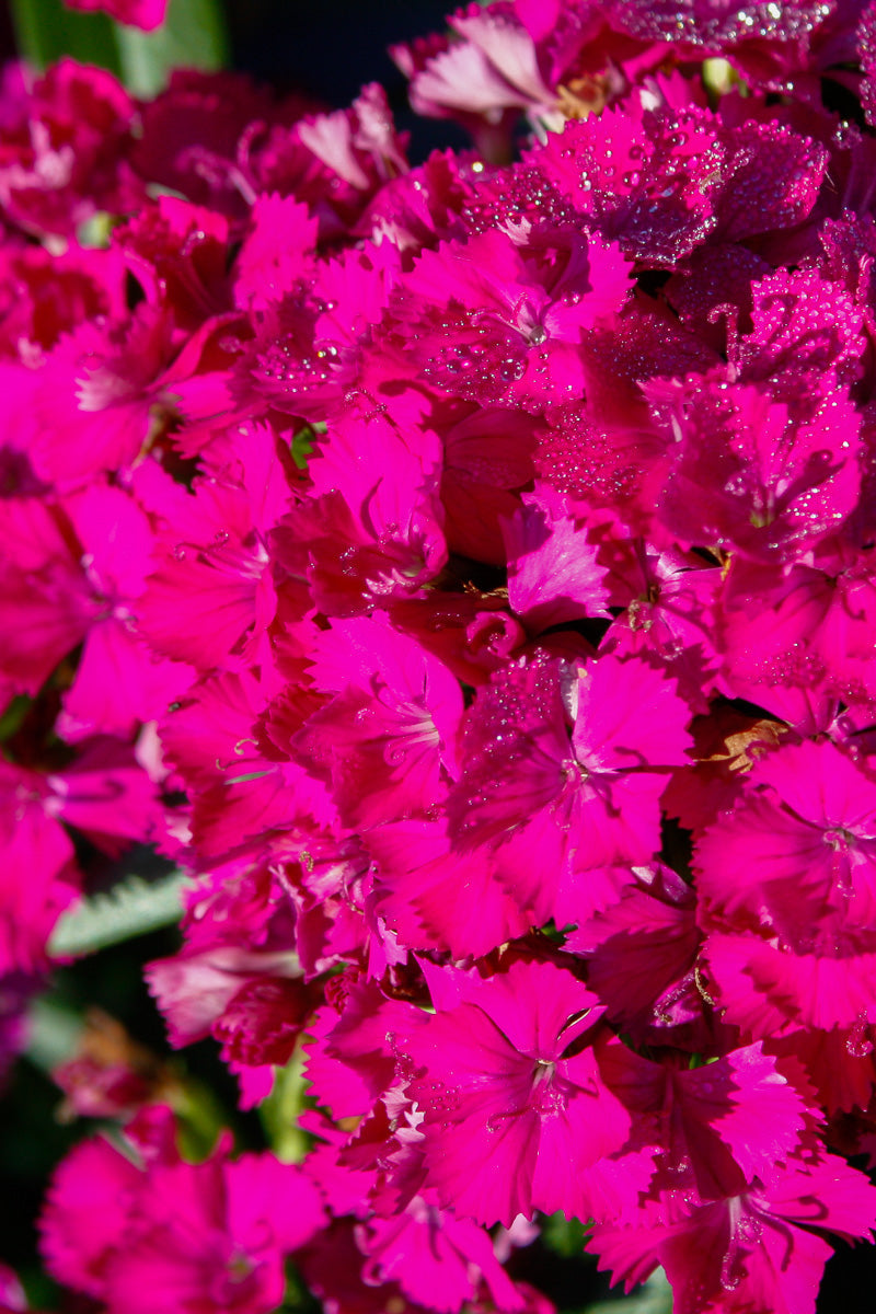 Dianthus, Jolt Purple