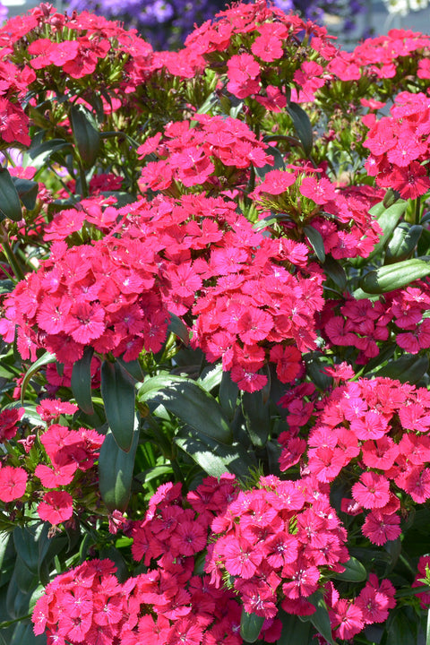 Dianthus, Jolt Cherry