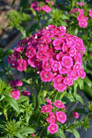 Dianthus, Jolt Pink