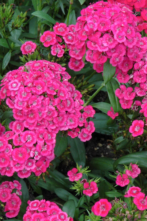 Dianthus, Jolt Pink