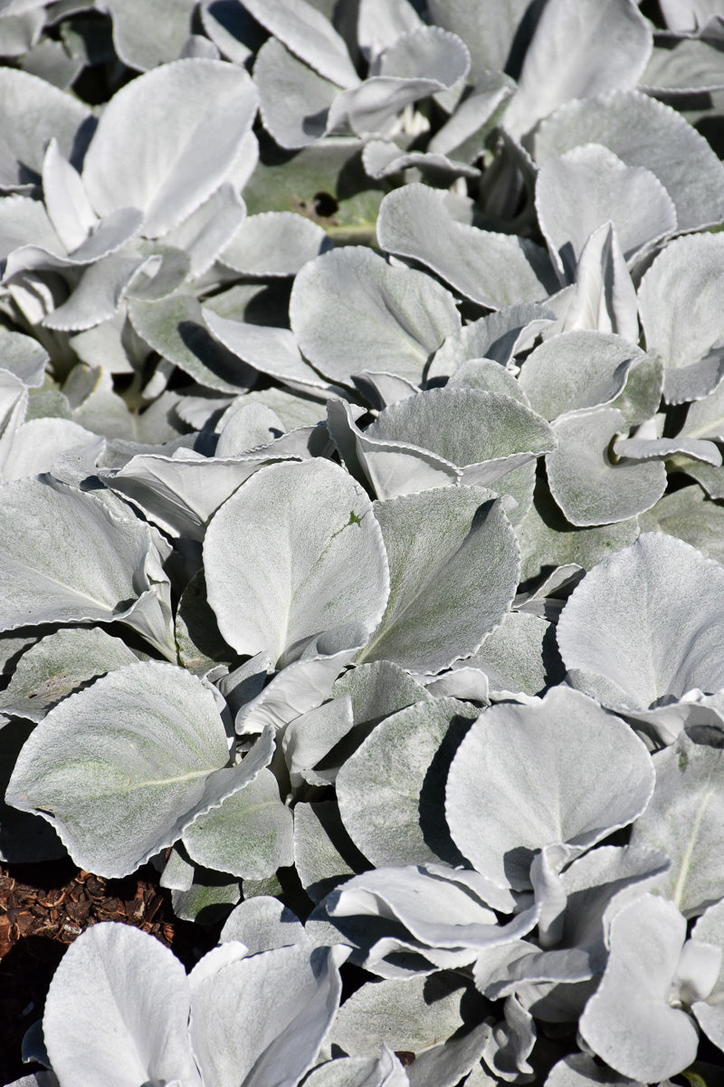 Senecio Angel Wings