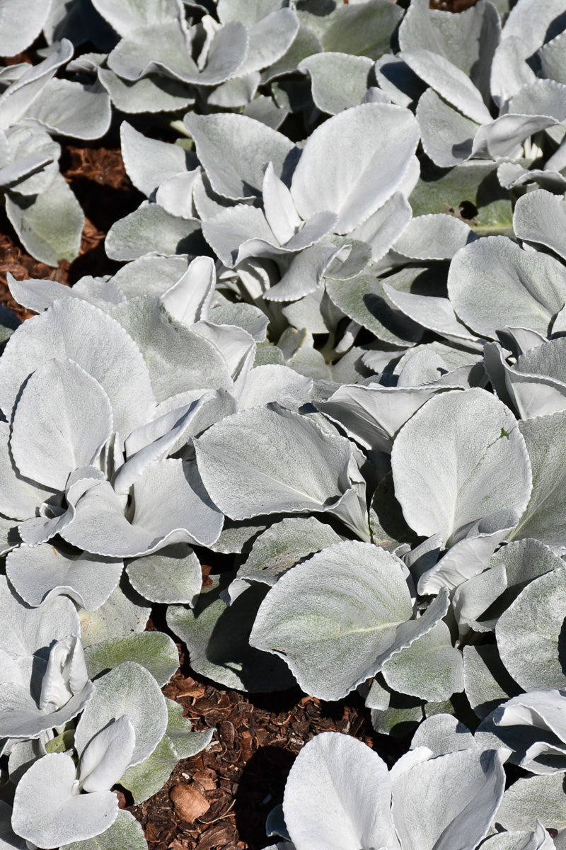 Senecio Angel Wings