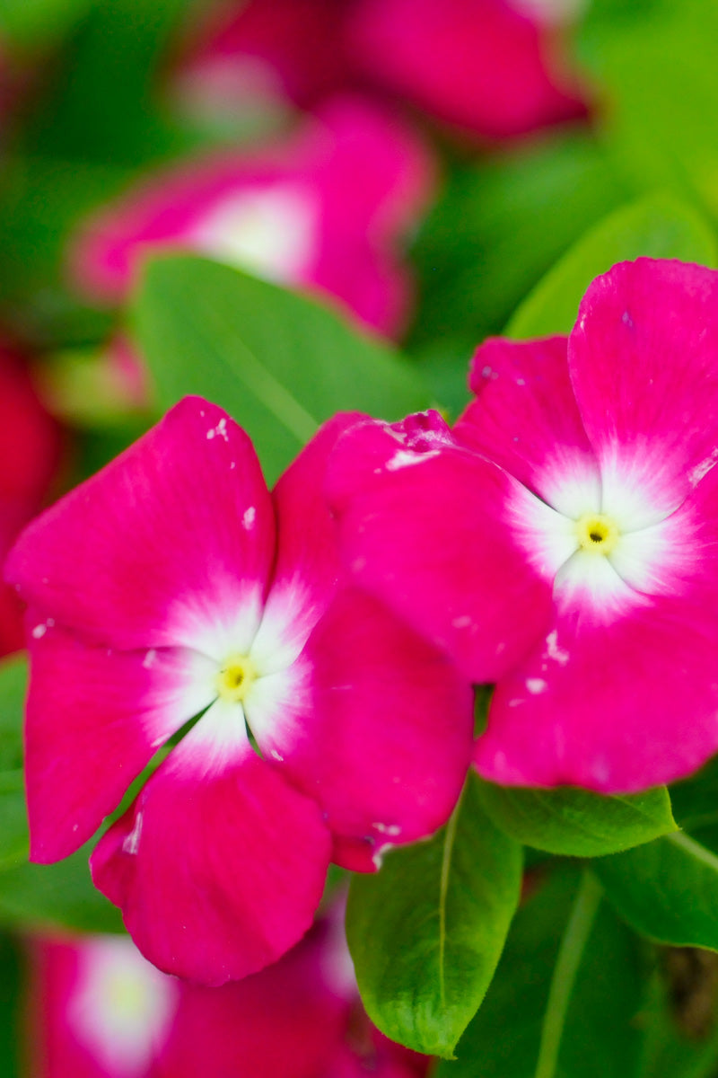 Vinca, Cora Magenta Halo
