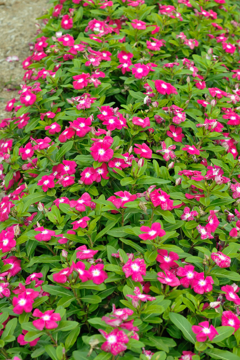 Vinca, Cora Magenta Halo
