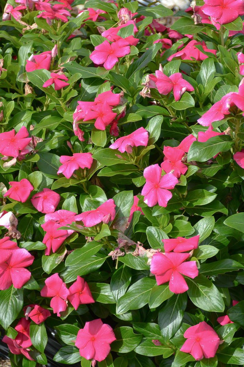 Vinca Flowering Cora Punch