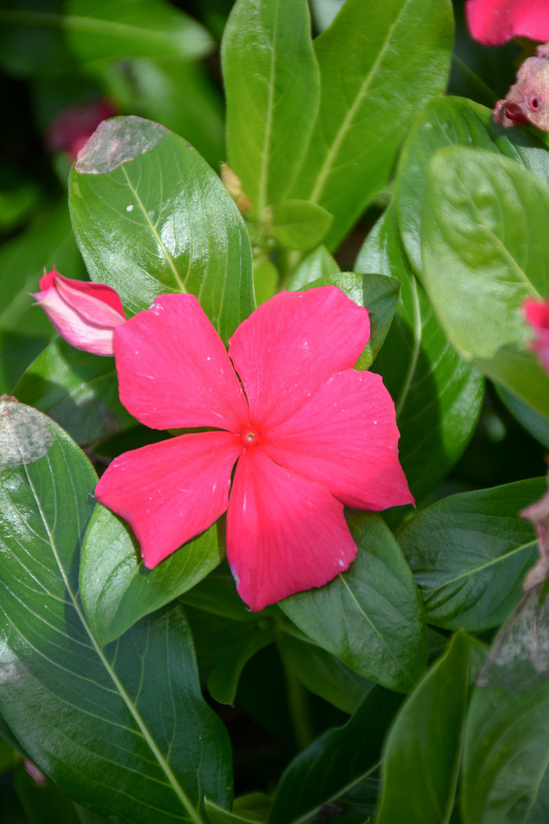 Vinca Flowering Cora Punch
