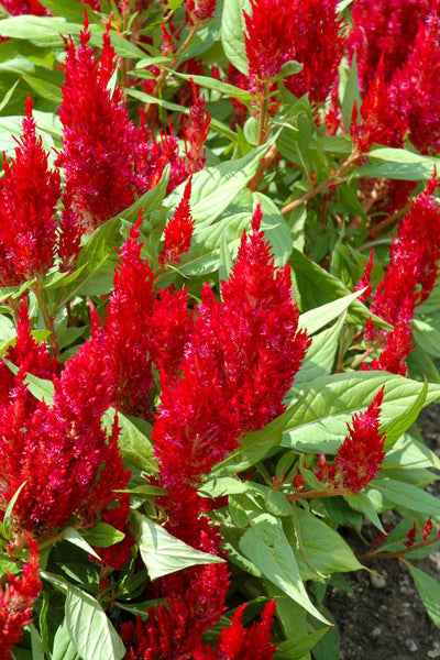 Celosia, First Flame Scarlet