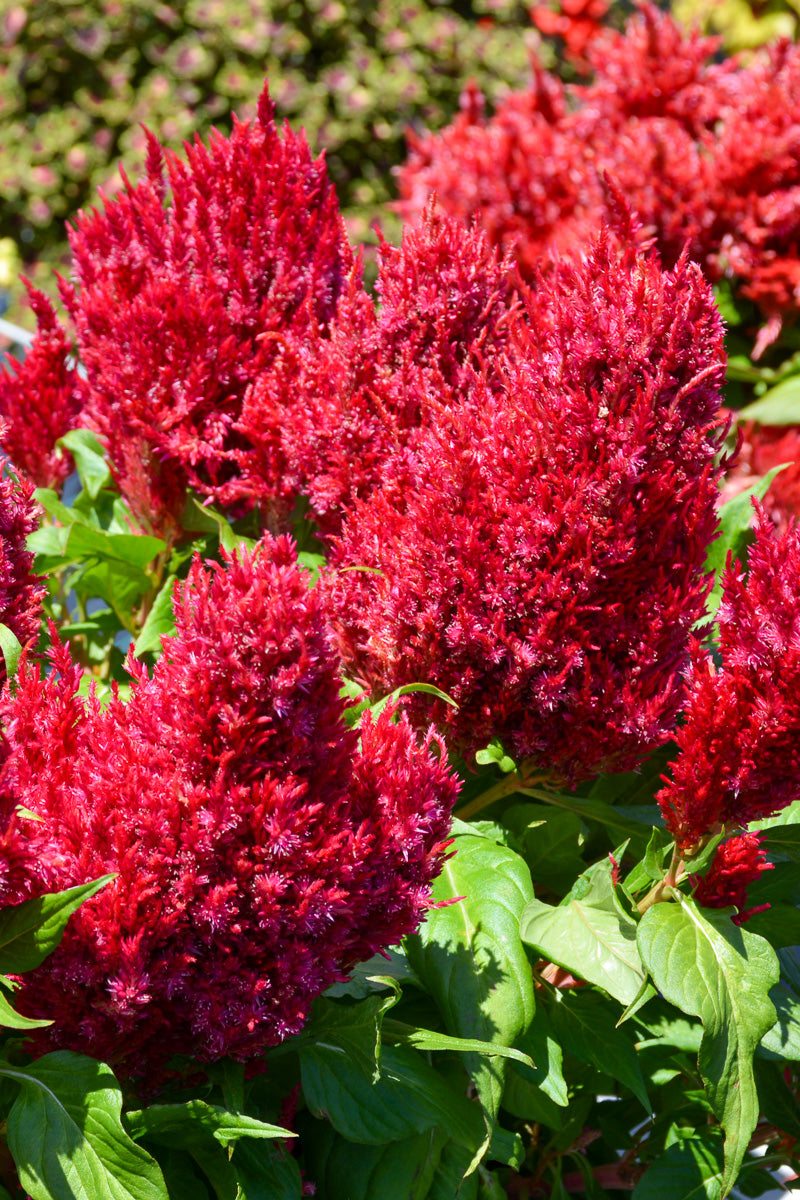 Celosia, First Flame Scarlet