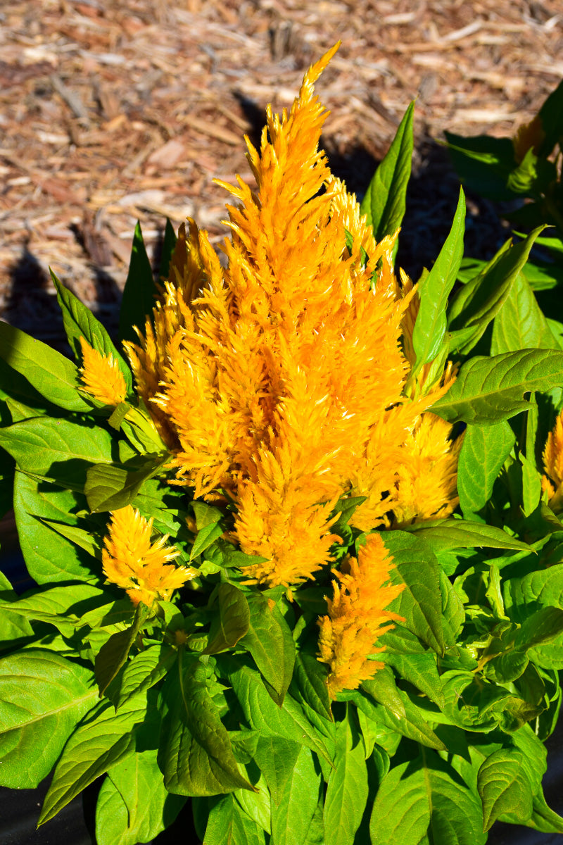 Celosia, First Flame Yellow
